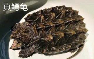 水龟的种类,常见的有这十种