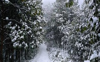 大雪过后园林人的注意事项，需及时清理根部多余积雪