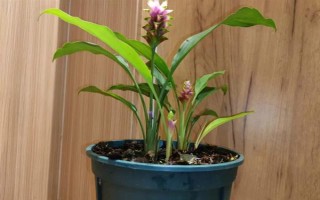 姜荷花能不能不挖出来吗，在冬天需要挖出来