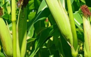 兆育25玉米种子介绍,高抗茎腐病