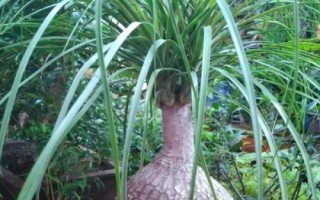 酒瓶兰怎么养殖，下午要让幼苗接受光照