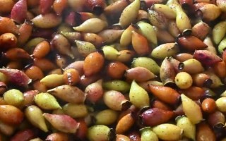 金樱子的叶片长什么样，呈椭圆状卵形或披针状卵形