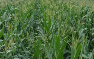 杰农628玉米种子特征特性，用颗粒剂或赤眼蜂防治玉米螟