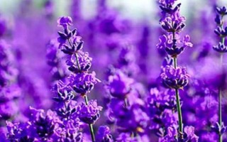薰衣草籽的播种季节，可春播也可秋播