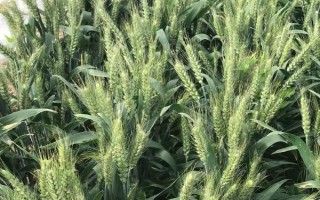 西农9871小麦种子特征特性，生育期233天左右