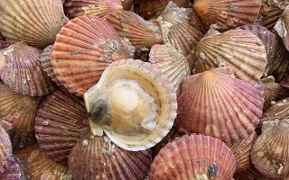 小红贝的产地,我国沿海非常多地区都有分布