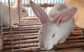 肉兔的批发价格，不同地区、季节的售价有所区别