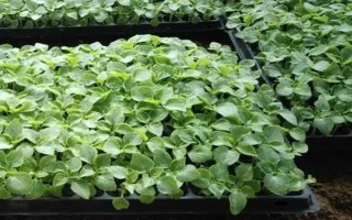 非洲凤仙花的栽培管理技术，通常于春季3-4月播种