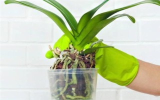 蝴蝶兰谢了如何修剪花梗，沿着花梗下方4厘米处修剪掉即可