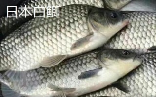 鲫鱼的种类介绍,品种众多分布于我国各地的江河