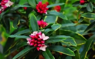 瑞香长粗的方法，需要在花期后进行修剪