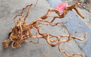 杜鹃根下缸的处理方式，先将周围附着的土壤清理干净