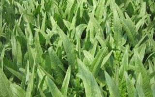 油麦菜高产种植方法,种植前要深翻土壤