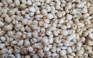 平贝母亩产多少斤,亩产量大约在2600-3400斤之间