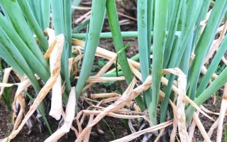 蒜苗叶尖干枯发黄的原因，可能是重茬栽种或缺乏营养所致