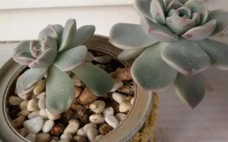 怎么养白牡丹多肉，尽量使用透气强的沙质土壤养殖