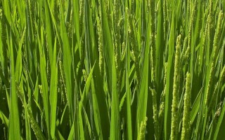 扬粳3491水稻种子介绍，大田用种量每亩3~4公斤