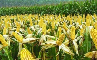 良玉188玉米种简介,在东华北地区出苗至成熟128天