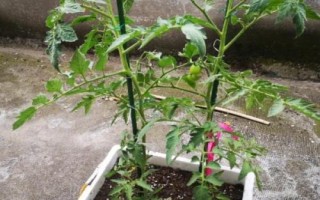 番茄枯萎病是什么病，又被称作萎蔫病