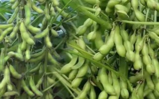 辽鲜豆2号大豆种子特征特性,口感品种属于A级