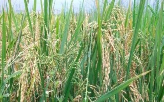 甬优4919水稻种子特征特性,5月上中旬播种