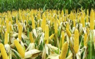中合209玉米种子特征特性,适宜播种期4月下旬至5月上旬