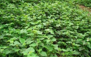 鱼腥草的形状，其茎杆和叶片都比较卷曲