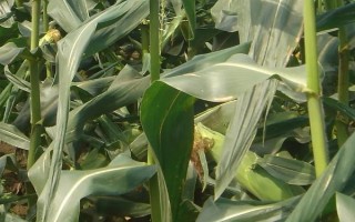 银河62玉米品种的特性,种植密度为6.0万株/公顷