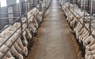 育肥羊的饲料配方，原料有玉米粉、草粉、玉米粒等