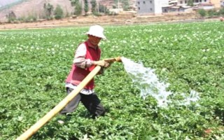 马铃薯膜下播种要点,播种深浅与覆土厚度均要保持一致