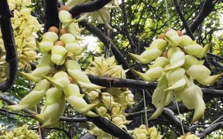 禾雀花的花语是什么，寓意欢快、快乐、坚韧顽强等