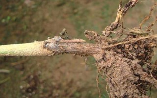 茄子病害及防治方法，常见的病害有猝倒病、褐纹病等