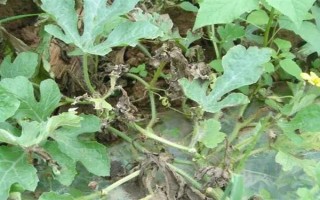 打瓜疫病的发病症状，茎基部发病初呈水渍状斑点