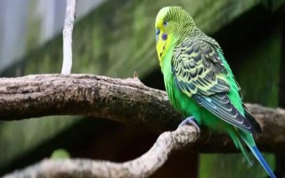 鹦鹉吃不吃虫子，因品种而异