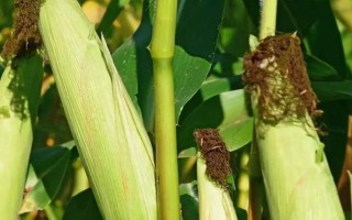 洛玉114玉米品种简介，每亩适合种植的密度为4000株左右