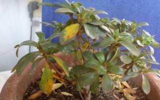 花盆养花怎么看是否烂根了，花生长慢就要注意了