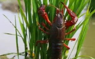 高温季节稻虾共养注意事项,水位要控制在3-20厘米之间