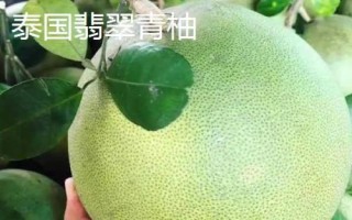 泰国柚子品种介绍,红柚比白柚价格高