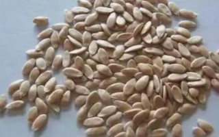 甜瓜种子能直接种吗，新鲜瓜里取的需要清洗晾晒后才行