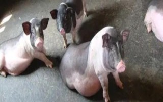 一公斤的猪打多少青霉素，用量多为5万单位