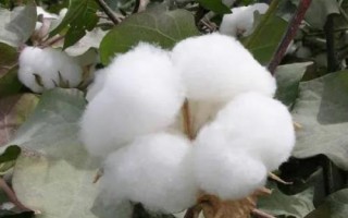 运H171棉花种简介,转基因抗虫棉常规品种