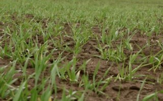 青稞种子怎么挑选，颗粒大小、产量高低等都为评判标准