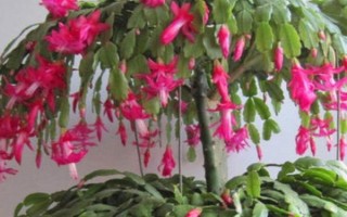 怎么嫁接蟹爪兰，选取发育健壮的一生年枝条作为砧木