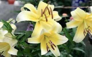 百合有哪些品种,常见的有鹿子百合、水仙百合等