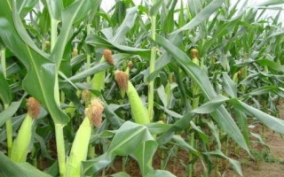 润泽917玉米种子介绍,平均生育期102.5天