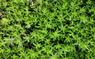 垂盆草的种植方法，栽种后每隔半个月追施一次氮肥