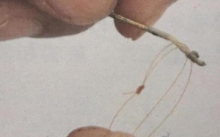 达亿瓦鱼竿怎么样，是世界著名的渔具品牌