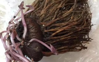 仙客来花落后如何处理，要对其进行修剪