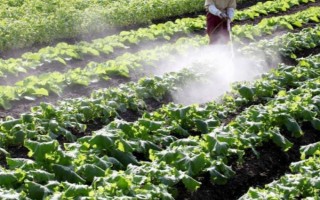 甘蓝属于哪个季节的蔬菜，一般在春季3-4月份收获