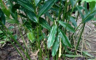 豆蔻的特点，是生活中常见的一种调料